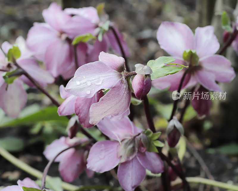 四旬期玫瑰(Helleborus orientalis)